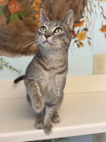 Enlarge Peridot, a Adoptable mixed breed in Harbor Springs, MI image 2/3