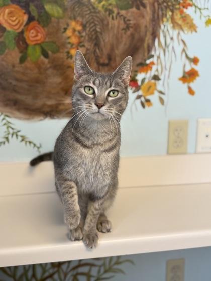 Enlarge Peridot, a Adoptable mixed breed in Harbor Springs, MI image 3/3