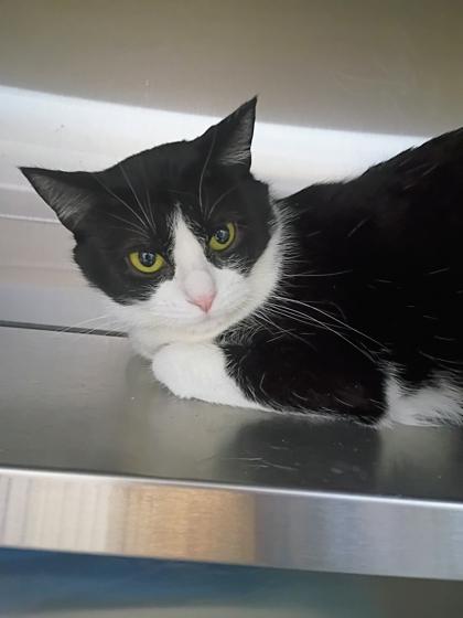 Nina, Adoptable, Adult Female Domestic Short Hair & Domestic Short Hair.