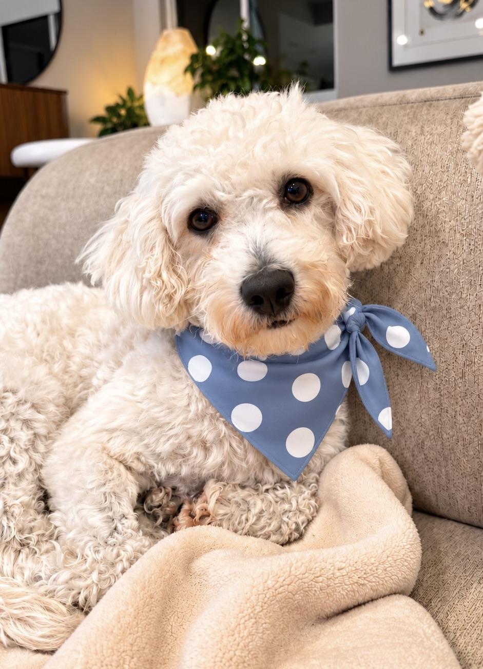 Enlarge Rune, a Adoptable mixed breed in Corona Del Mar, CA image 1/5