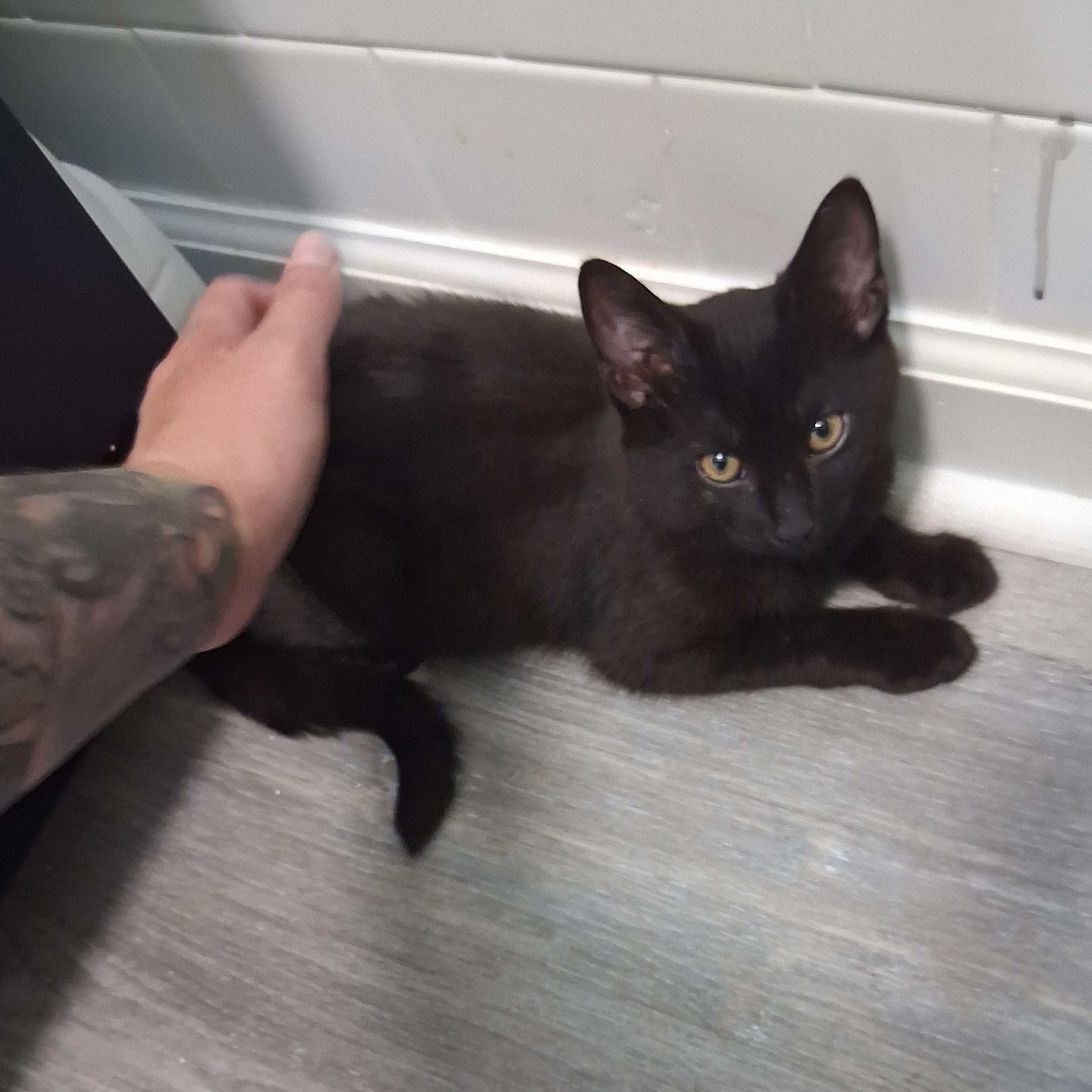 Pacific, Adoptable, Kitten Male Domestic Short Hair.