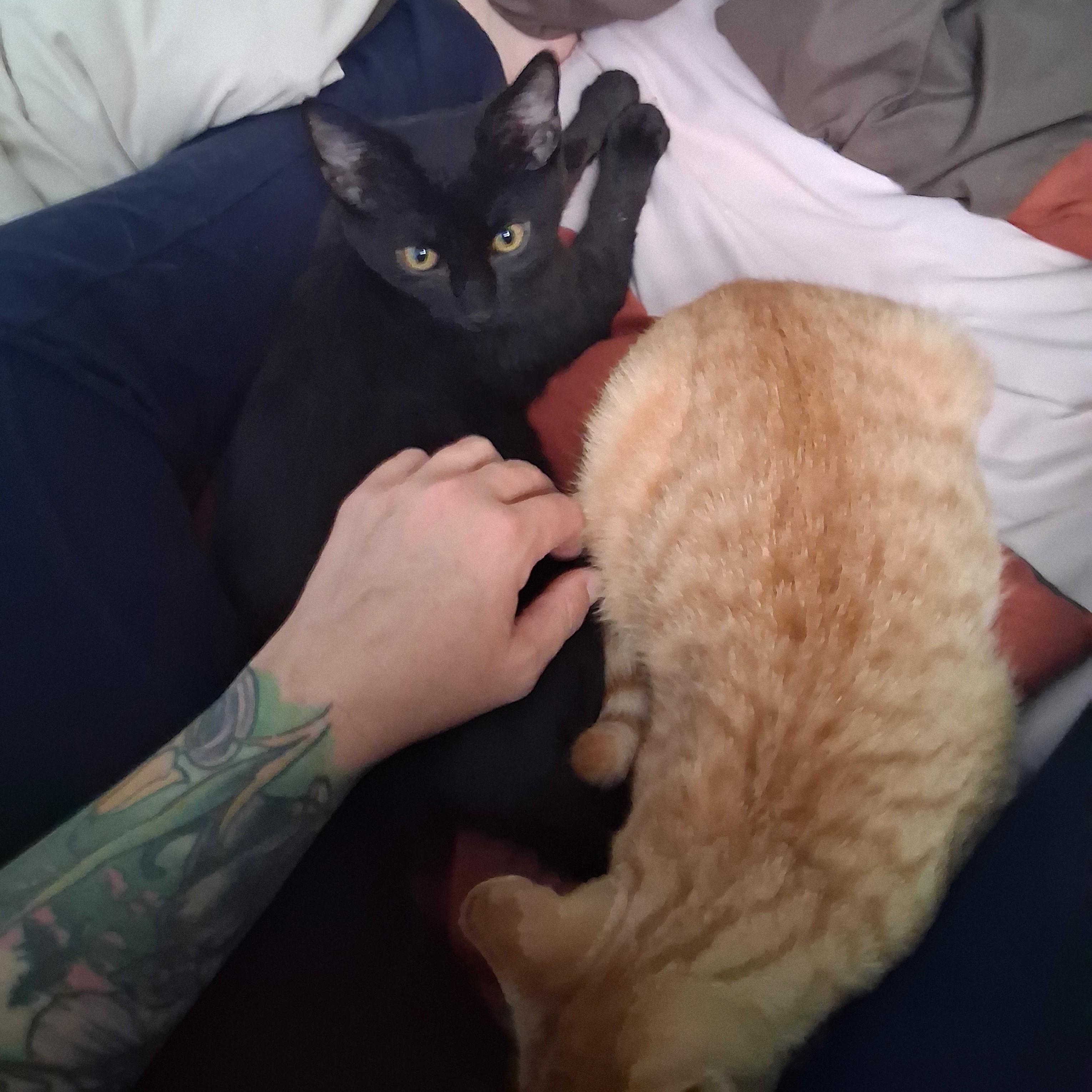 Enlarge Pacific, a Adoptable Domestic Short Hair in Richmond, VA image 3/5