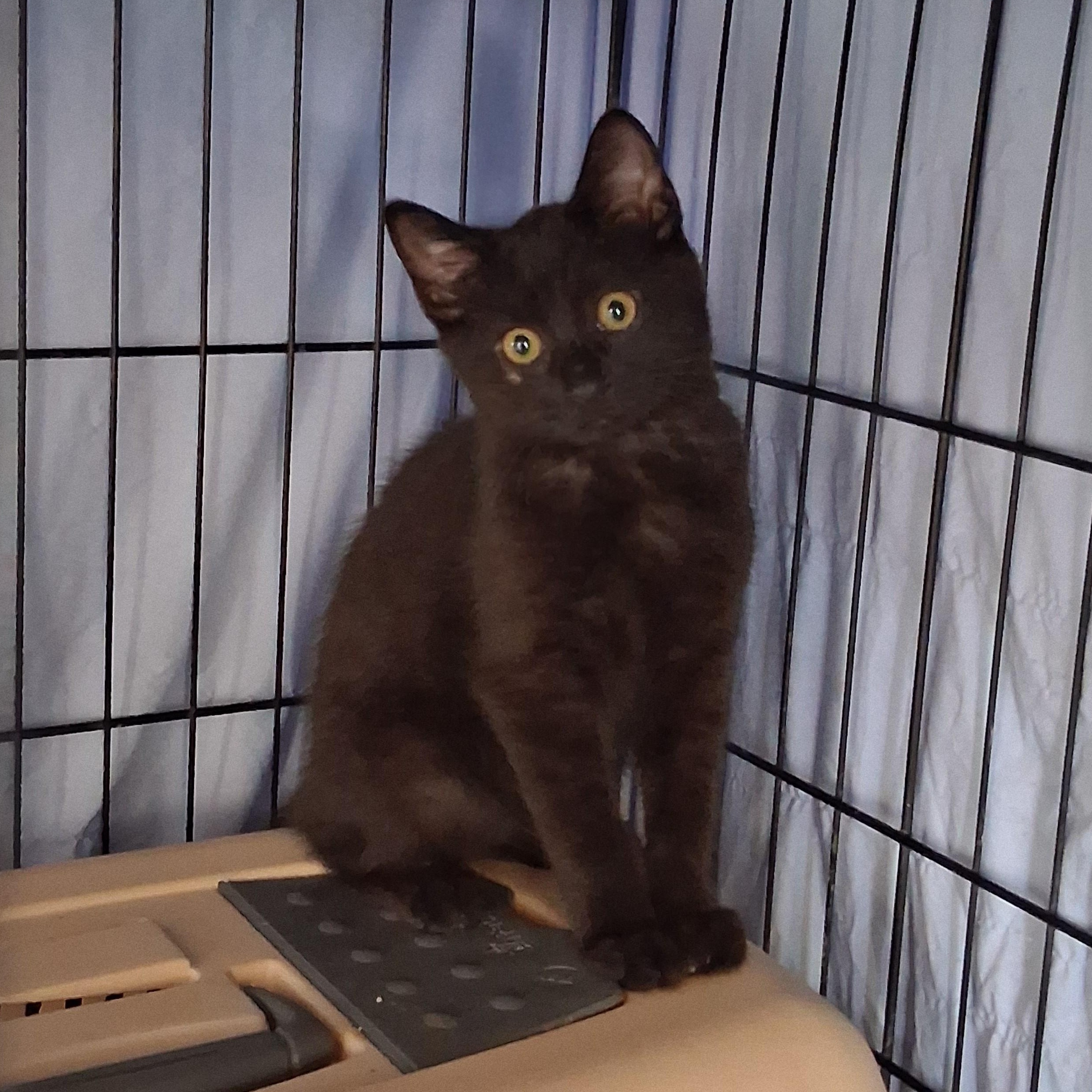 Enlarge Pacific, a Adoptable Domestic Short Hair in Richmond, VA image 2/5