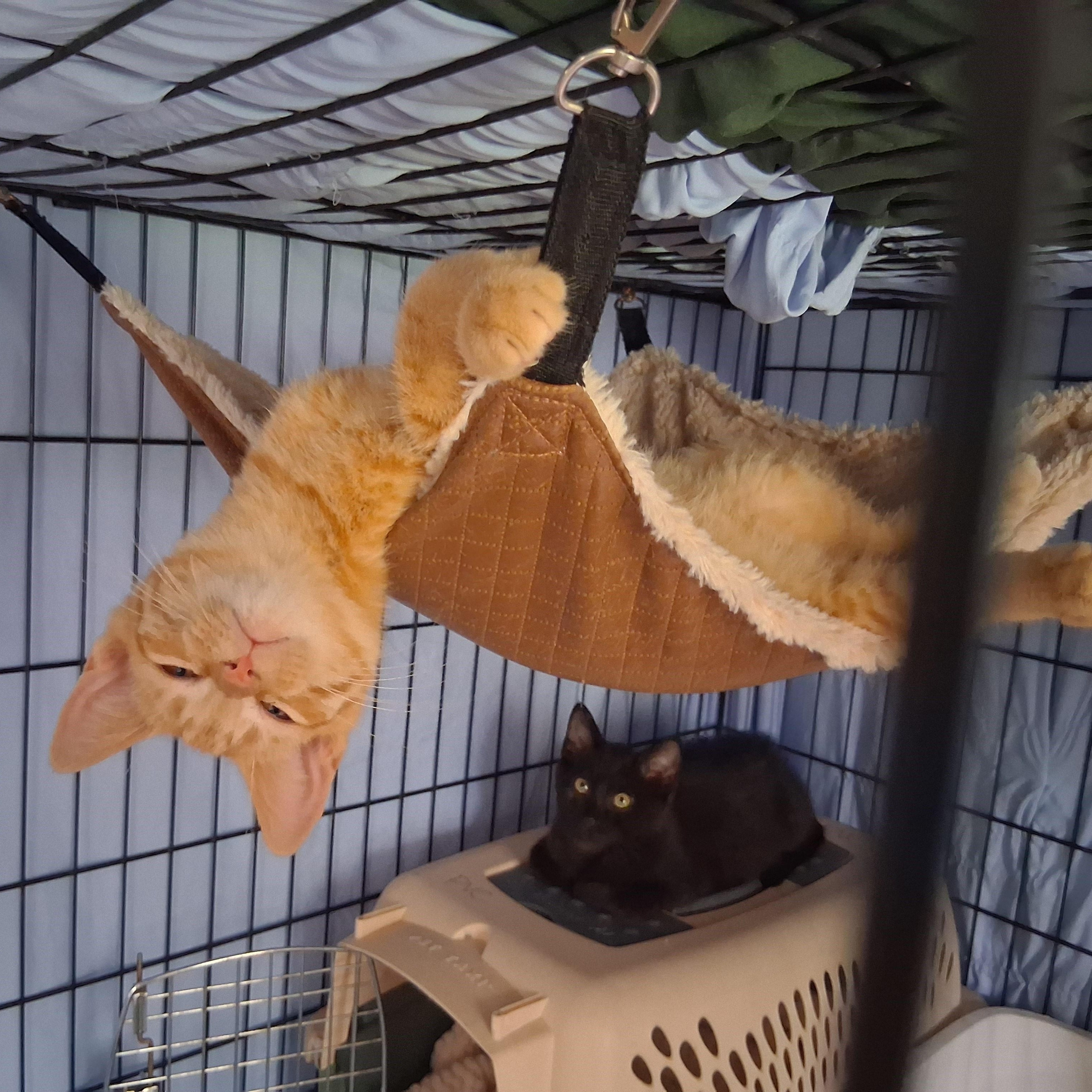 Enlarge Pacific, a Adoptable Domestic Short Hair in Richmond, VA image 4/5