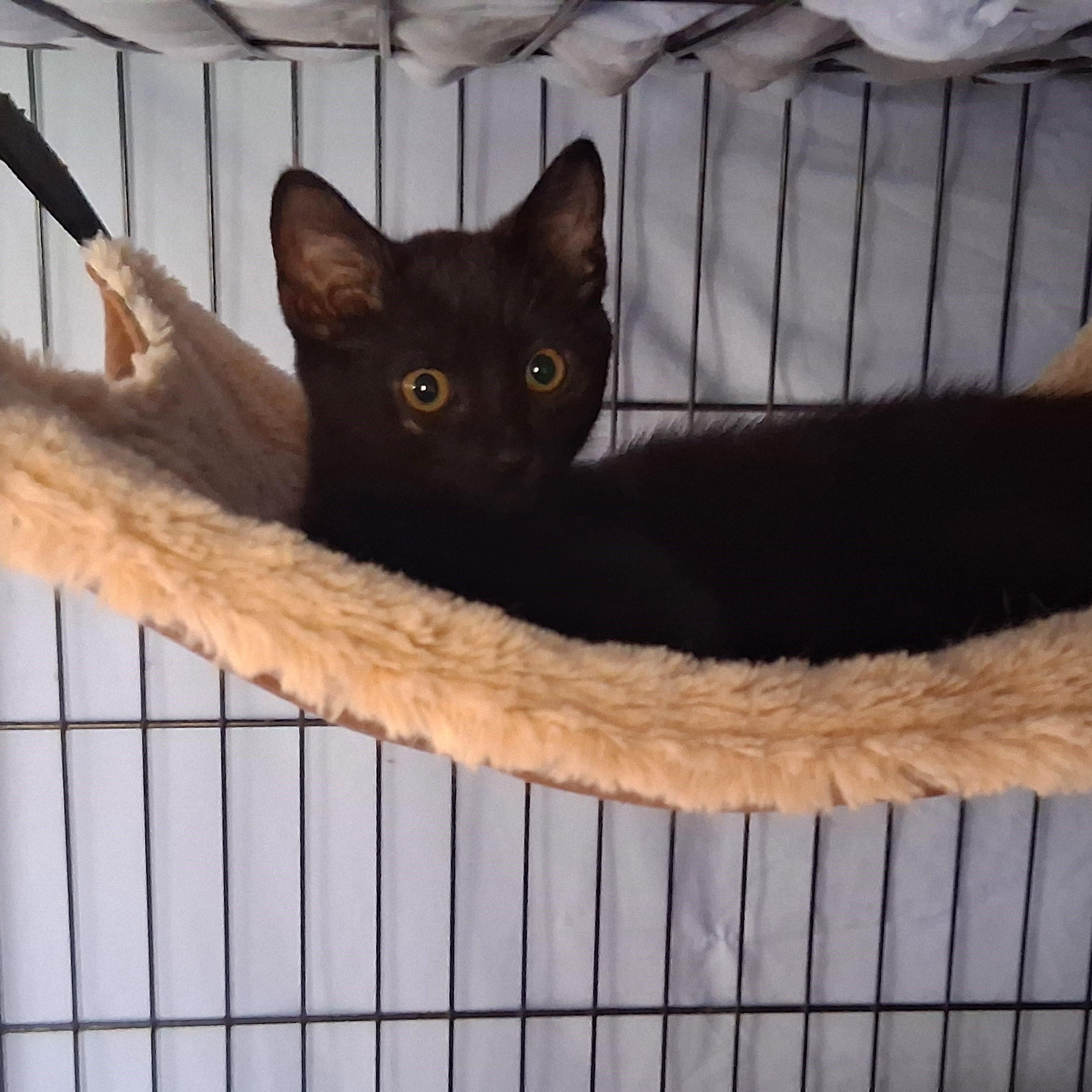 Enlarge Pacific, a Adoptable Domestic Short Hair in Richmond, VA image 5/5