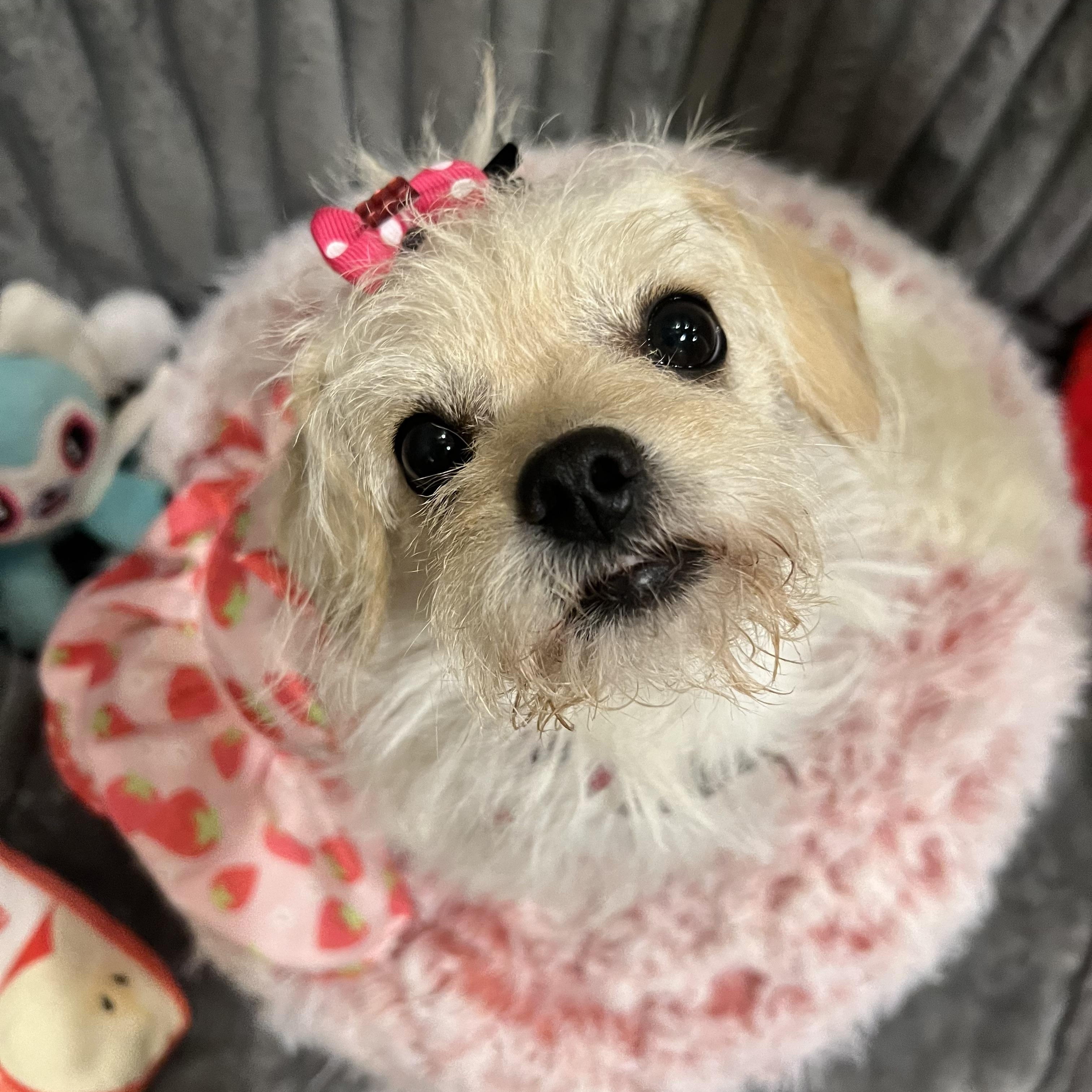 Enlarge Alehezia Jr, a Adoptable Terrier in West Hollywood, CA image 2/3