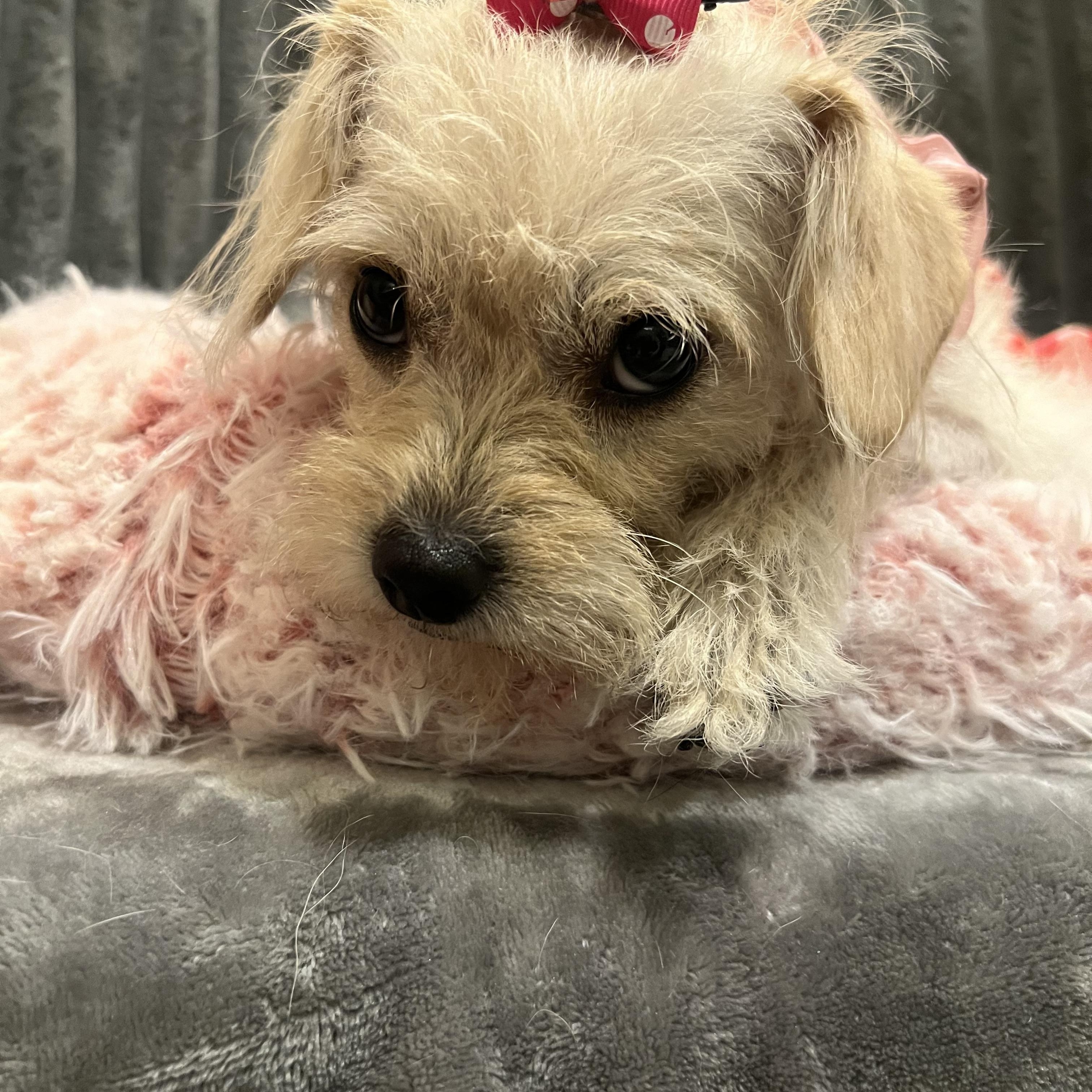 Enlarge Alehezia Jr, a Adoptable Terrier in West Hollywood, CA image 3/3