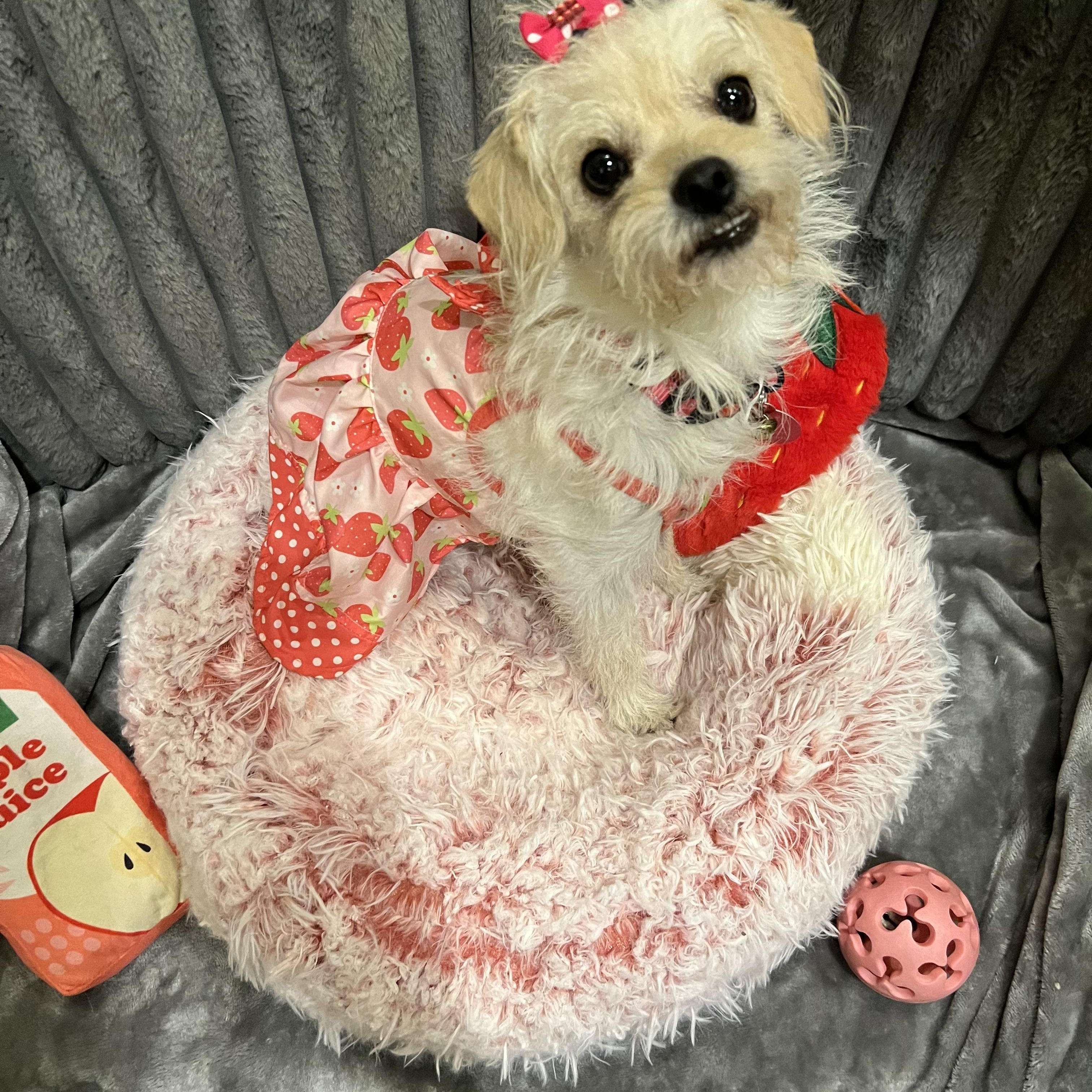 Alehezia Jr, Adoptable, Adult Female Terrier.