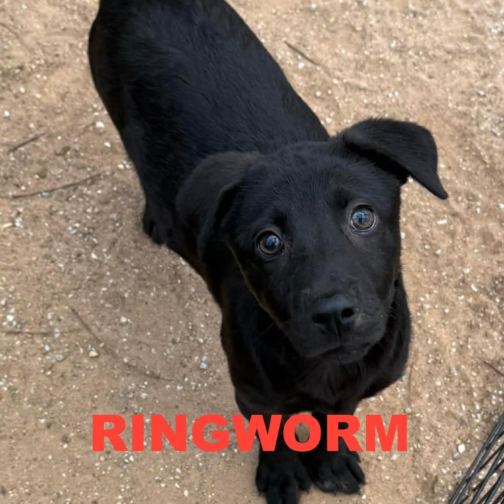 Jermaine, Adoptable, Puppy Male German Shepherd Dog & Labrador Retriever.