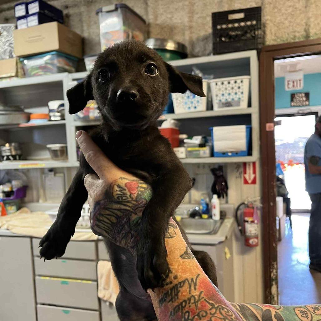 Jermaine, a Adoptable mixed breed in Stephenville, TX image 2/3