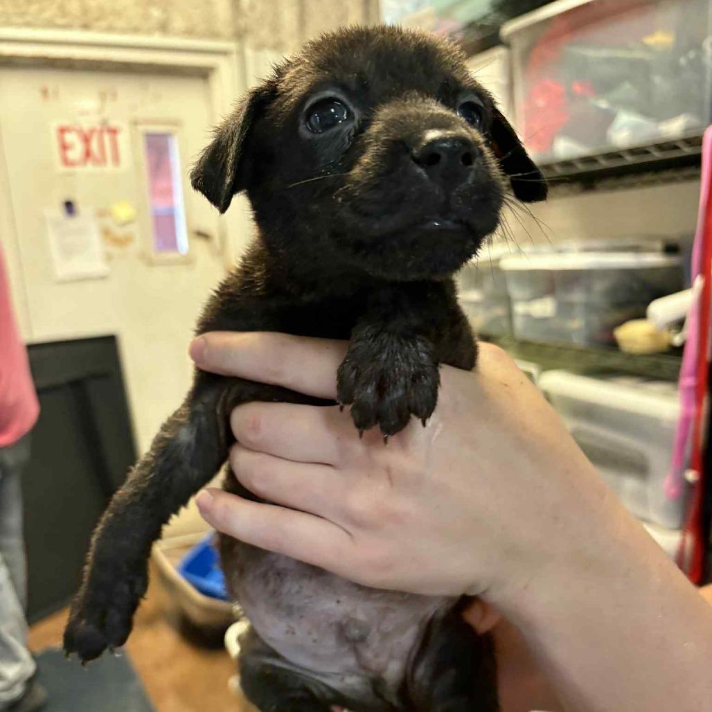 Jermaine, a Adoptable mixed breed in Stephenville, TX image 3/3