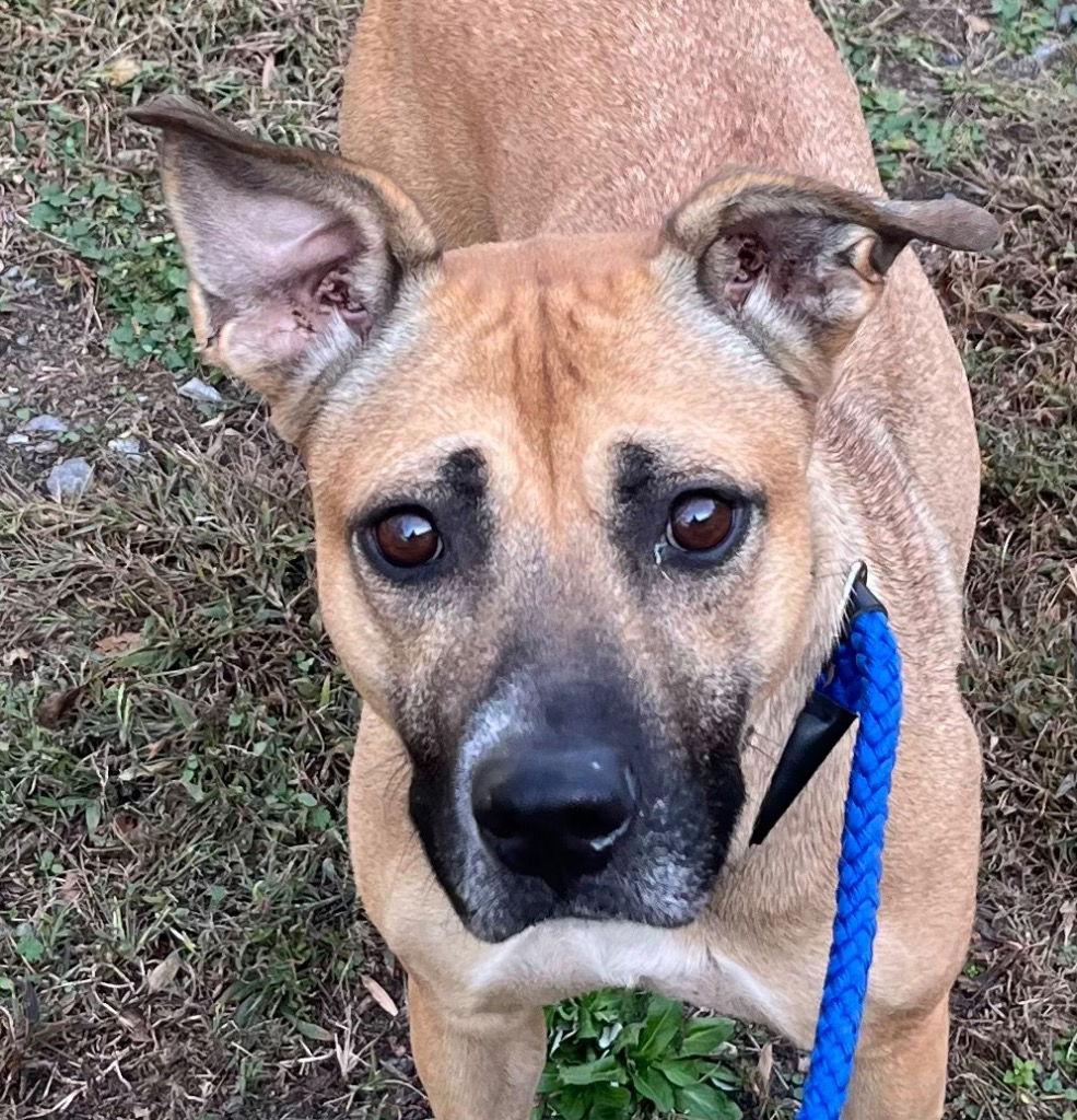 Enlarge 25-662 Cranberry, a Adoptable Pit Bull Terrier in Tarboro, NC image 1/2