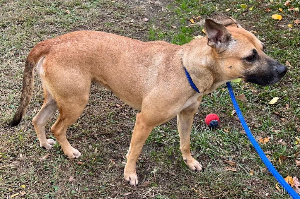 25-662 Cranberry, a Adoptable Pit Bull Terrier in Tarboro, NC image 2/2