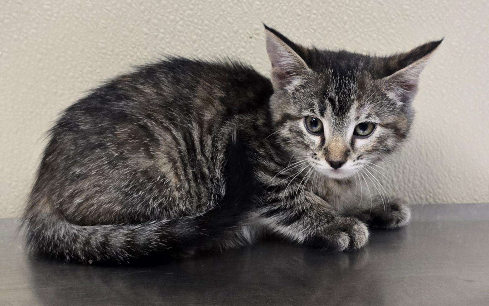 Zara, Adoptable, Kitten Female Domestic Short Hair & Tabby.