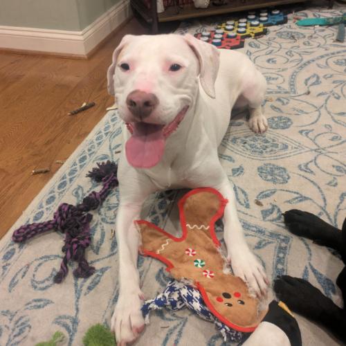 Enlarge Erwin, a Adoptable mixed breed in Washington, DC image 2/5