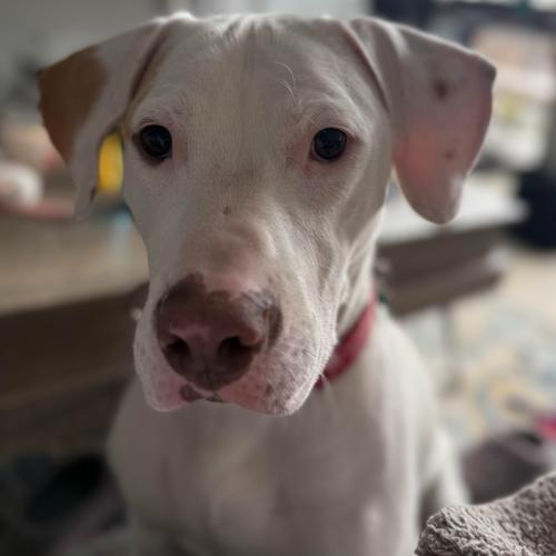 Enlarge Erwin, a Adoptable mixed breed in Washington, DC image 3/5