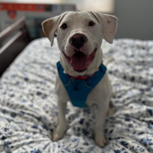 Enlarge Erwin, a Adoptable mixed breed in Washington, DC image 1/5