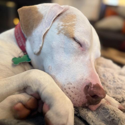 Enlarge Erwin, a Adoptable mixed breed in Washington, DC image 5/5