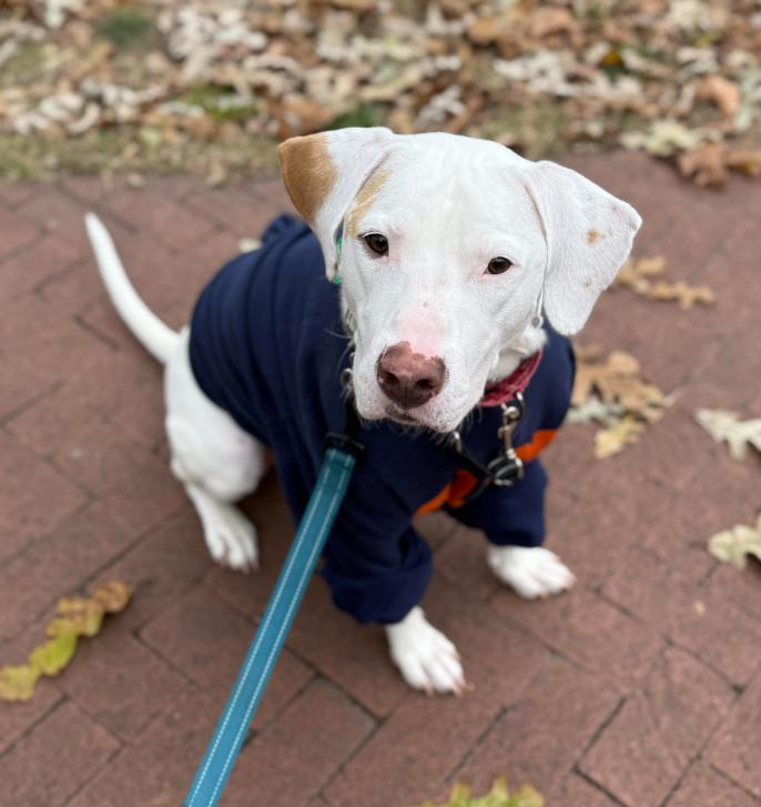 Enlarge Erwin, a Adoptable mixed breed in Washington, DC image 2/6