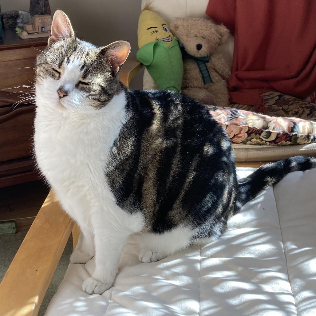 Mitatsu, a Adoptable mixed breed in New York, NY image 3/6