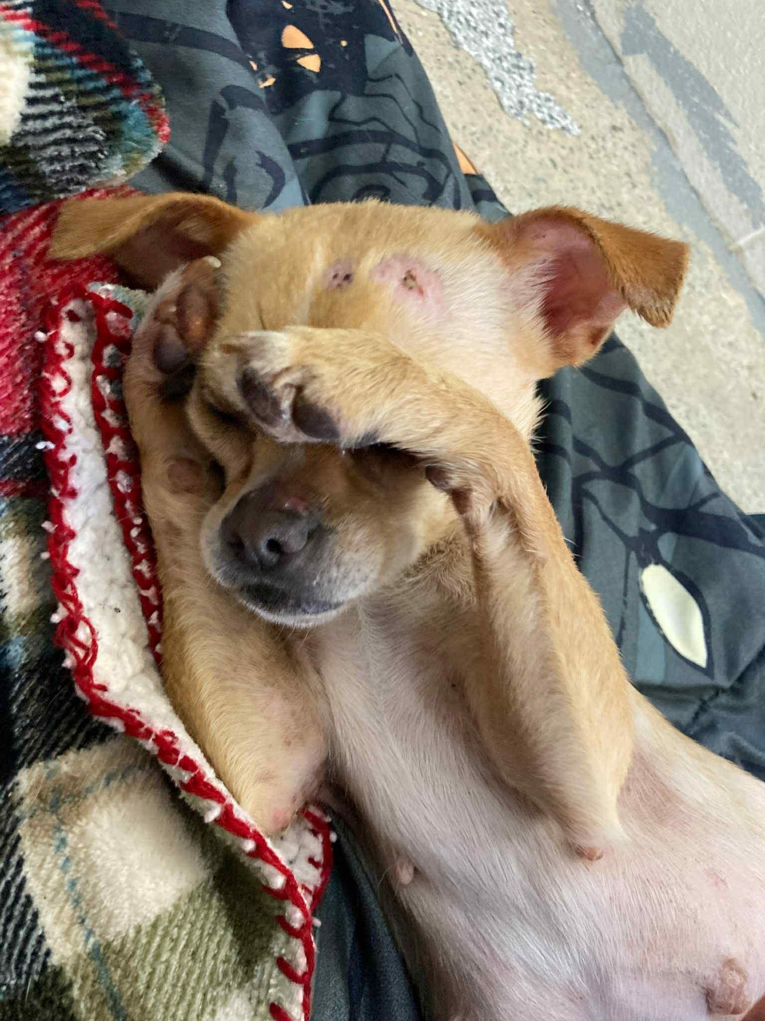 Noodle, an adoptable Puggle in Pleasant Valley, NY, 12569 | Photo Image 3