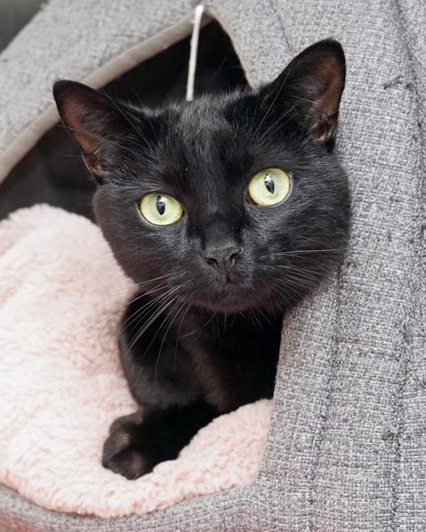 Roo, Adoptable, Adult Male Domestic Short Hair.