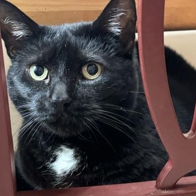 Sissy age 8- Owner Moving & Not Taking, a ADOPTABLE Domestic Short Hair in Clifton, NJ image 4/4