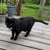 Sissy age 8- Owner Moving & Not Taking, a ADOPTABLE Domestic Short Hair in Clifton, NJ image 3/4