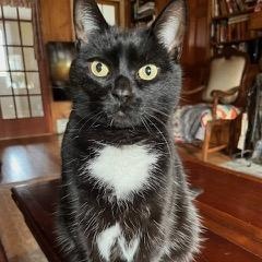 Sissy age 8- Owner Moving & Not Taking, a ADOPTABLE Domestic Short Hair in Clifton, NJ image 2/4