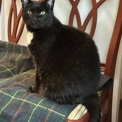 Sissy age 8- Owner Moving & Not Taking, ADOPTABLE, Adult Female Domestic Short Hair.
