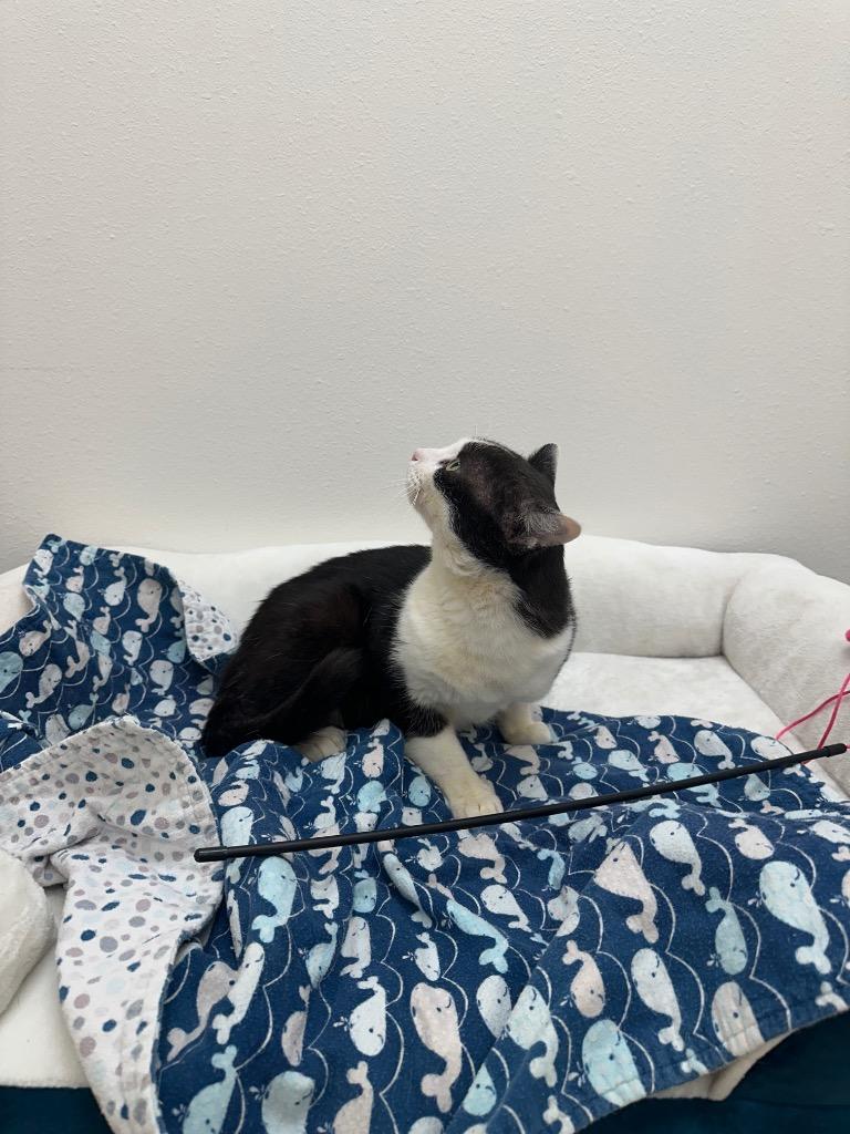 Bob, Adoptable, Young Male Domestic Short Hair.