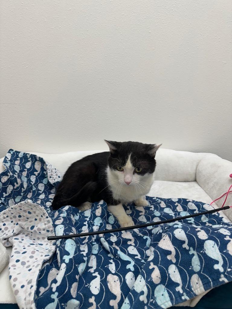 Enlarge Bob, a Adoptable mixed breed in Newberg, OR image 2/4