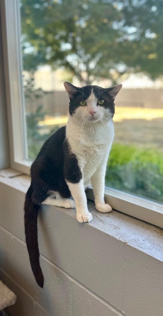 Enlarge Bob, a Adoptable mixed breed in Newberg, OR image 3/4