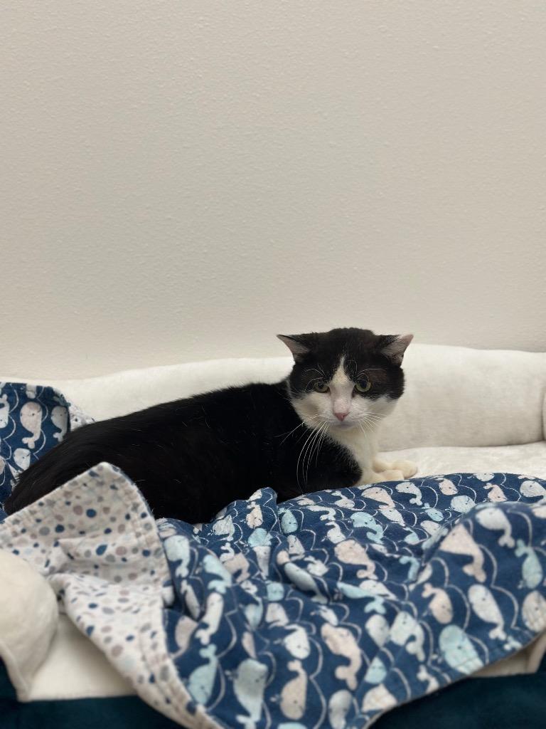 Enlarge Bob, a Adoptable mixed breed in Newberg, OR image 4/4
