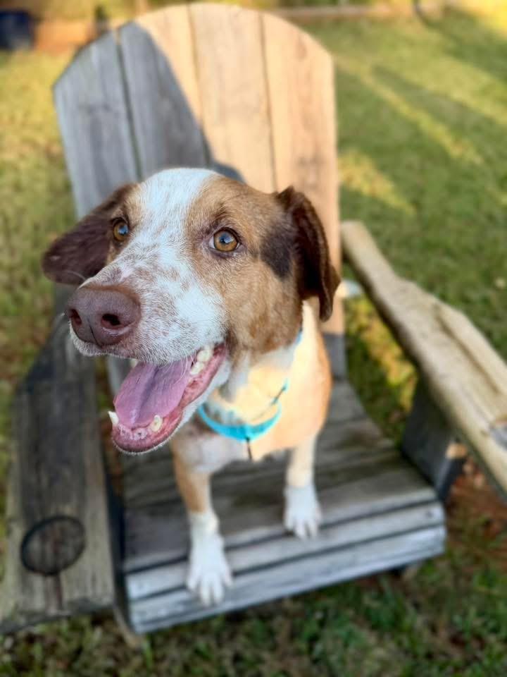 Elton John, a ADOPTABLE mixed breed in richmond, ME image 1/5