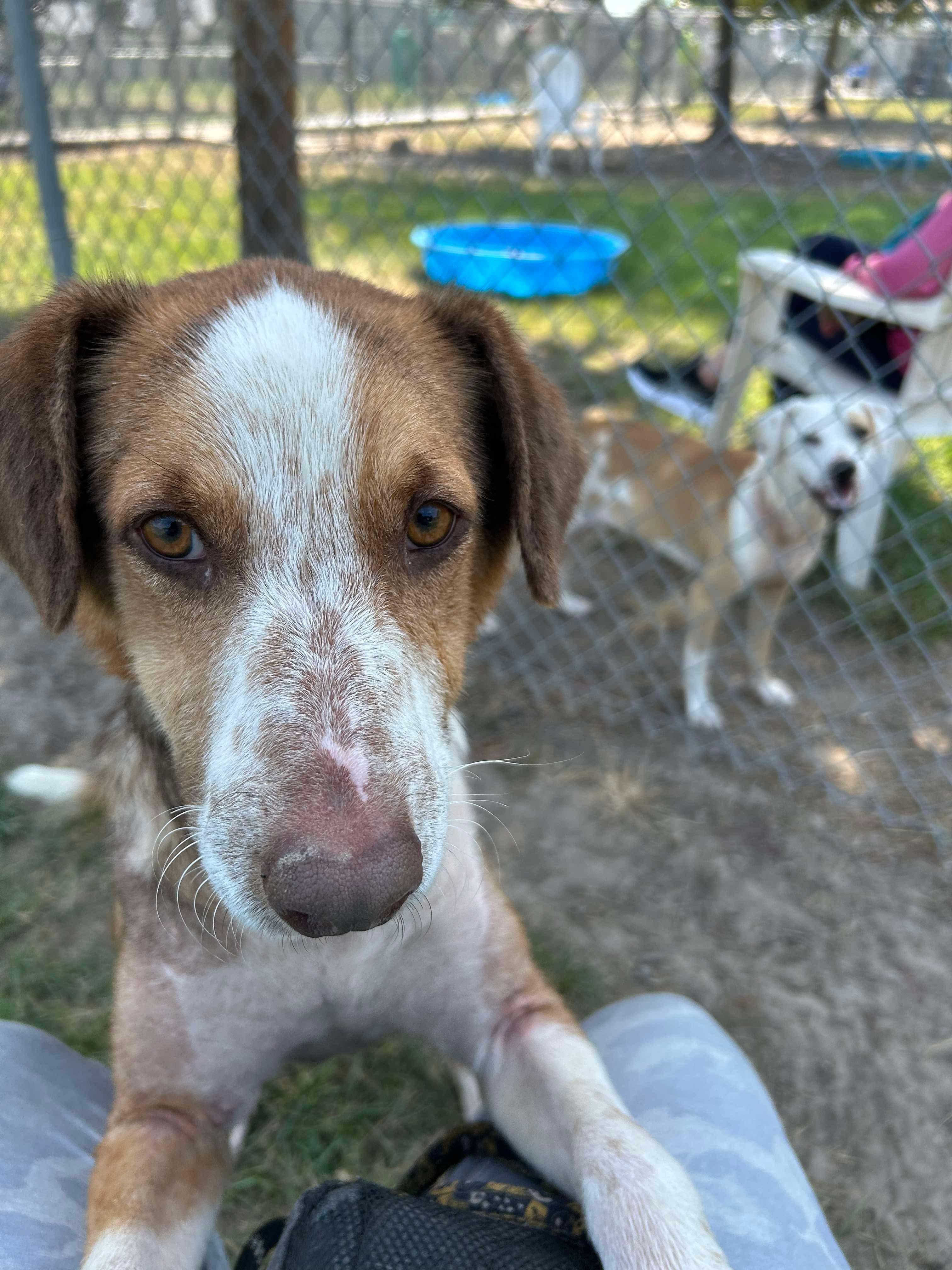 Elton John, a ADOPTABLE mixed breed in richmond, ME image 2/5