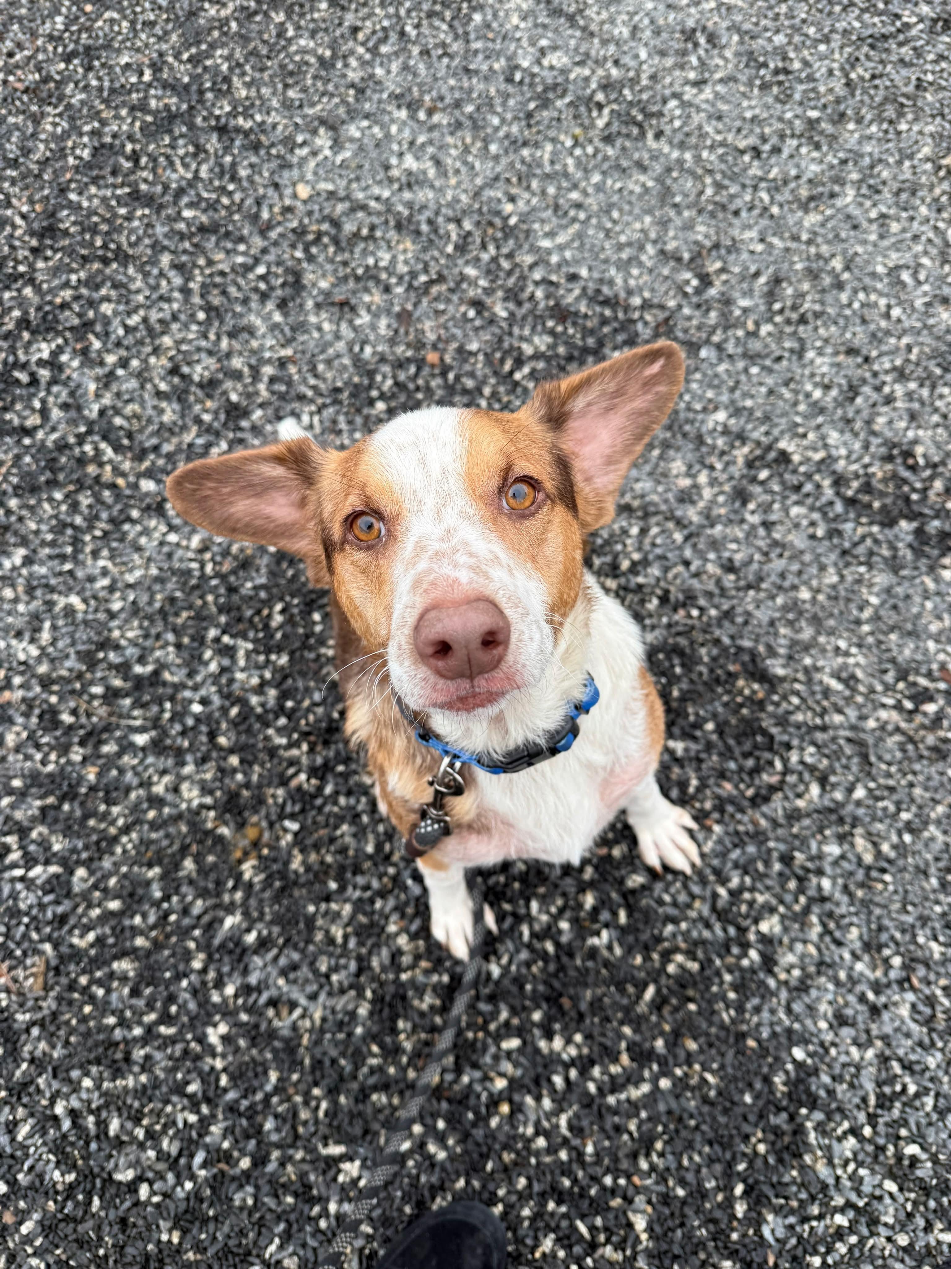 Elton John, a ADOPTABLE mixed breed in richmond, ME image 3/5
