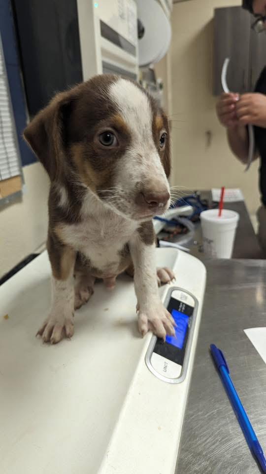 Elton John, a ADOPTABLE mixed breed in richmond, ME image 4/5
