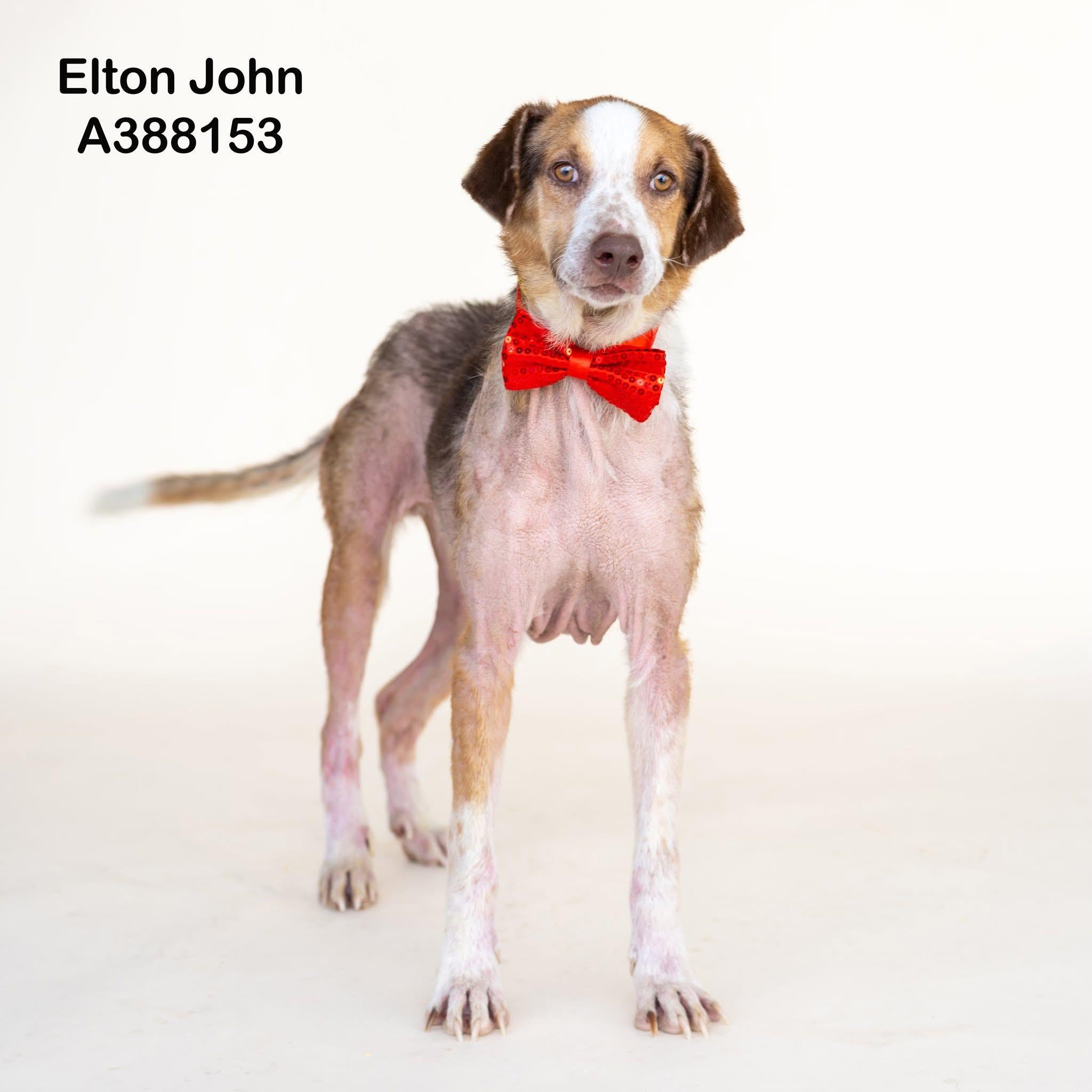 Elton John, a ADOPTABLE mixed breed in richmond, ME image 5/5
