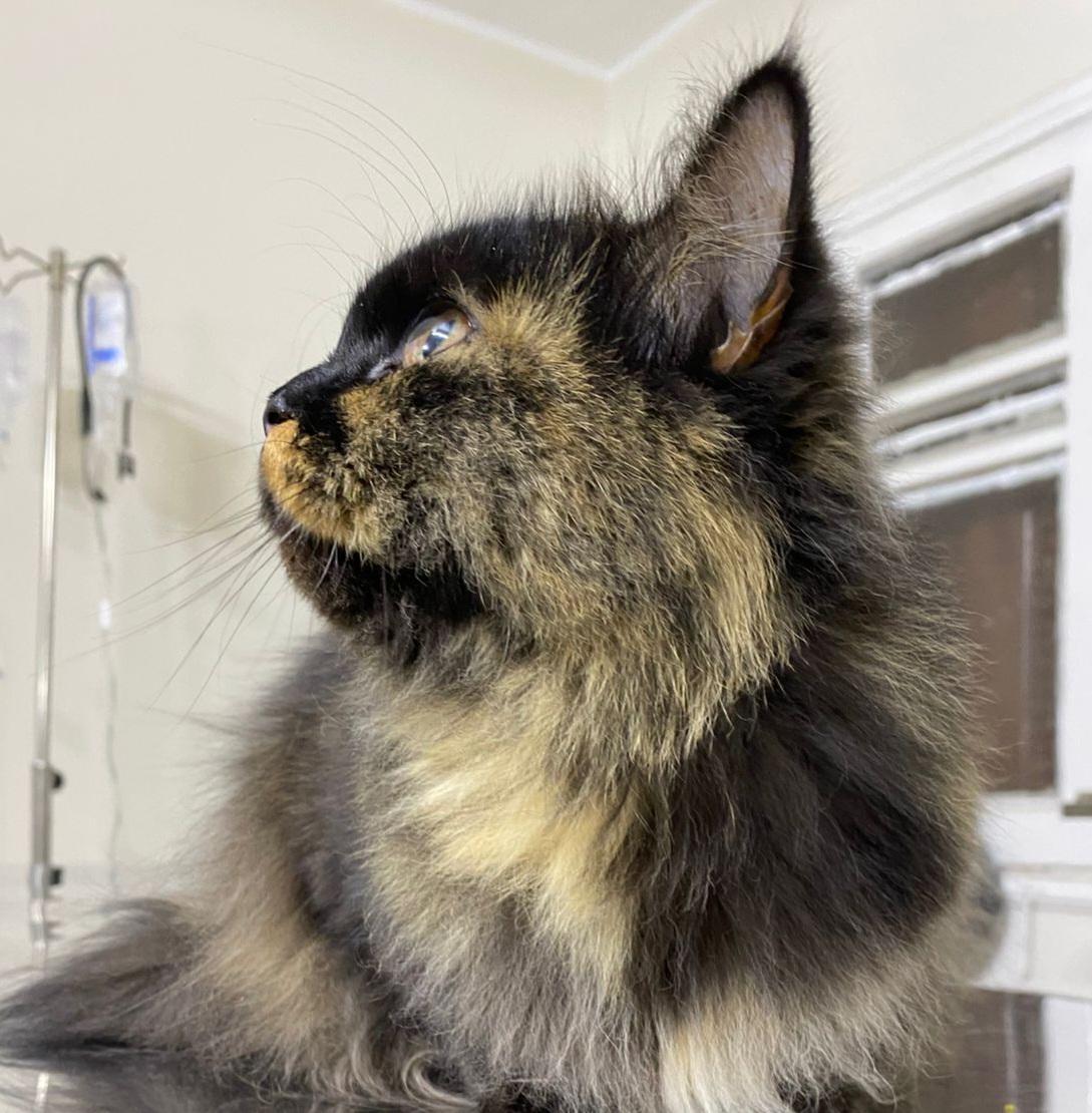 Toto, ADOPTABLE, Young Female Persian.