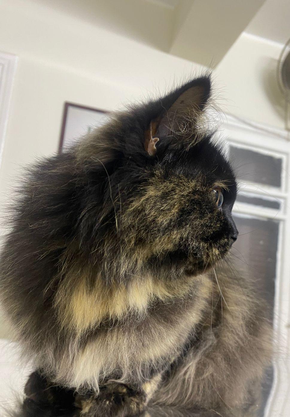 Enlarge Toto, a ADOPTABLE mixed breed in North York, ON image 2/6