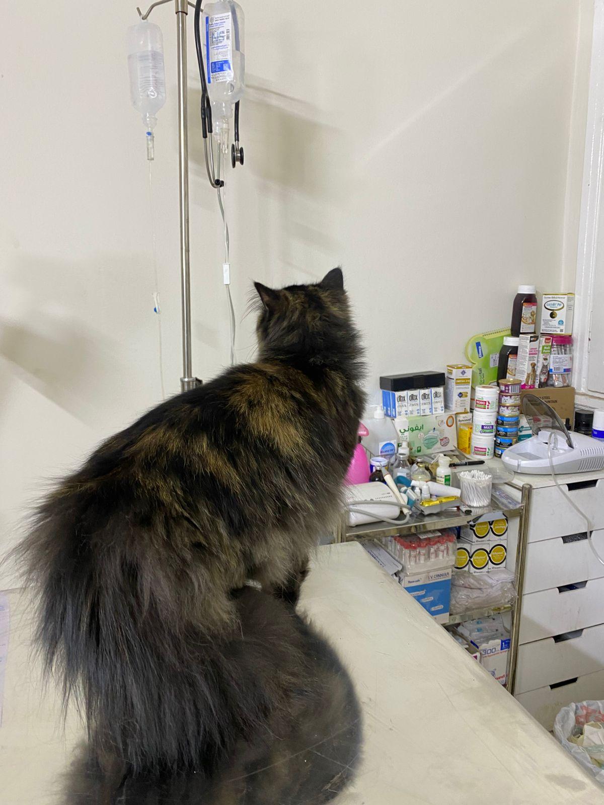 Enlarge Toto, a ADOPTABLE mixed breed in North York, ON image 3/6