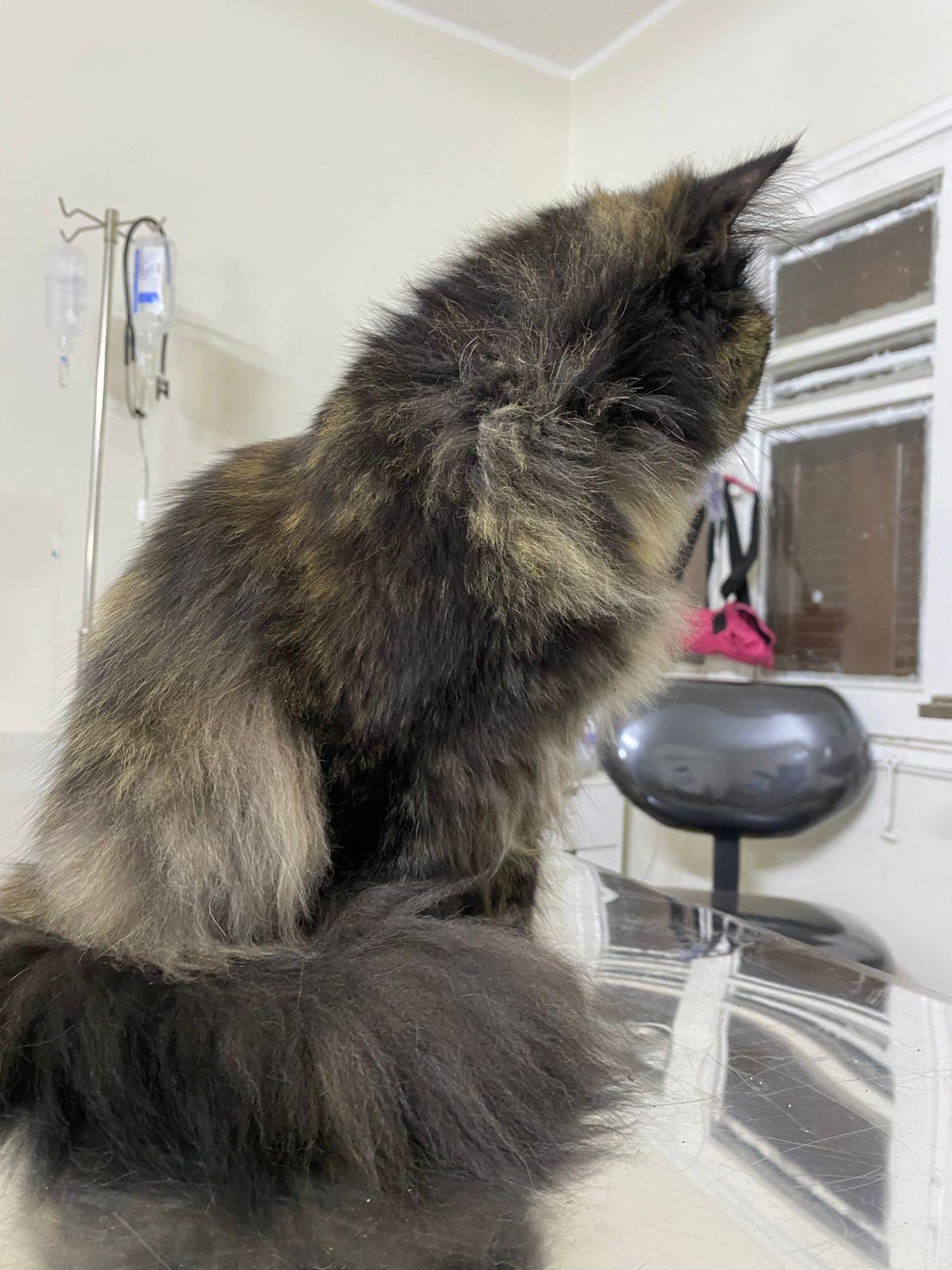 Enlarge Toto, a ADOPTABLE mixed breed in North York, ON image 4/6