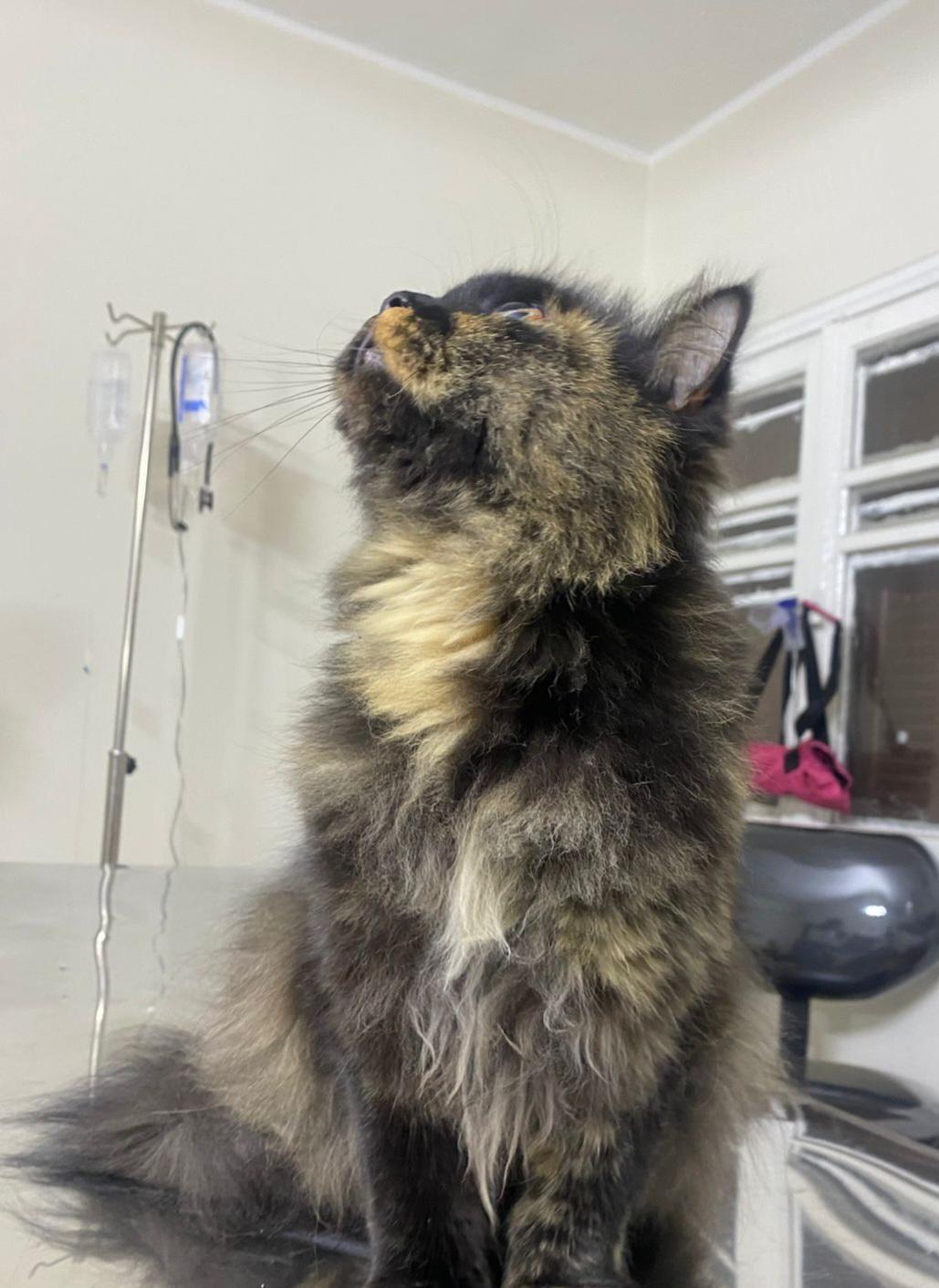 Enlarge Toto, a ADOPTABLE mixed breed in North York, ON image 5/6