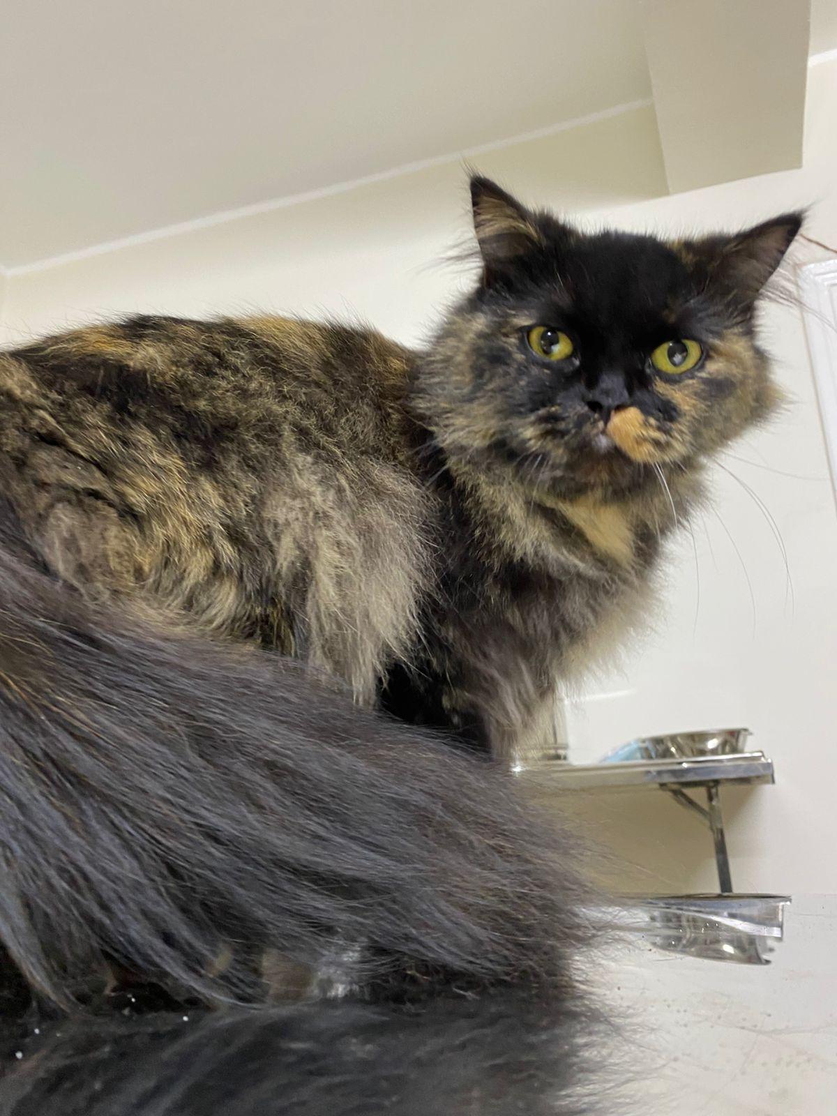 Enlarge Toto, a ADOPTABLE mixed breed in North York, ON image 6/6