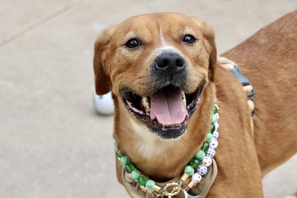 Coco, Adoptable, Adult Female Mixed Breed.