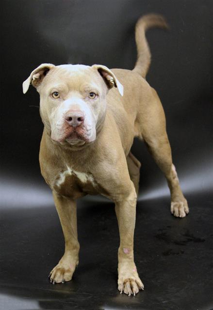 BUSTER, Adoptable, Adult Male American Bulldog.