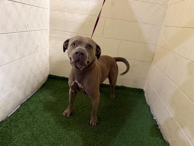 Enlarge A1254752, a Adoptable American Bulldog in Winter Haven, FL image 1/1