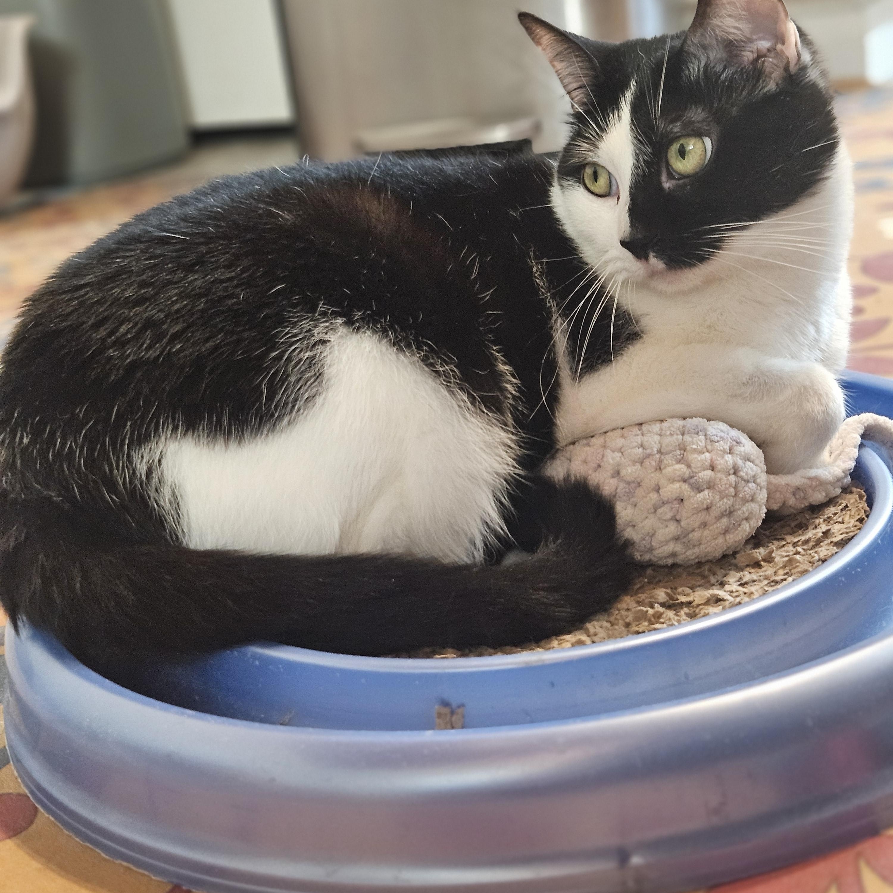 Enlarge Maeve, a Adoptable mixed breed in Pasadena, CA image 2/3