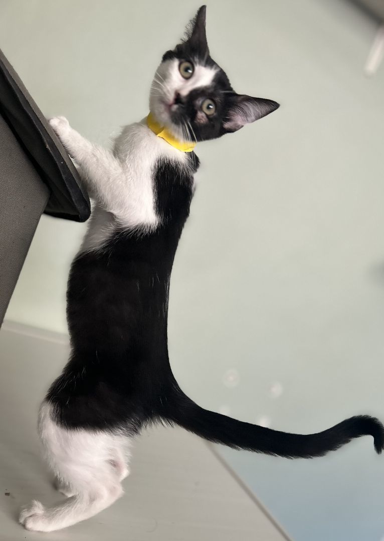 Maeve, Adoptable, Adult Female Domestic Short Hair.